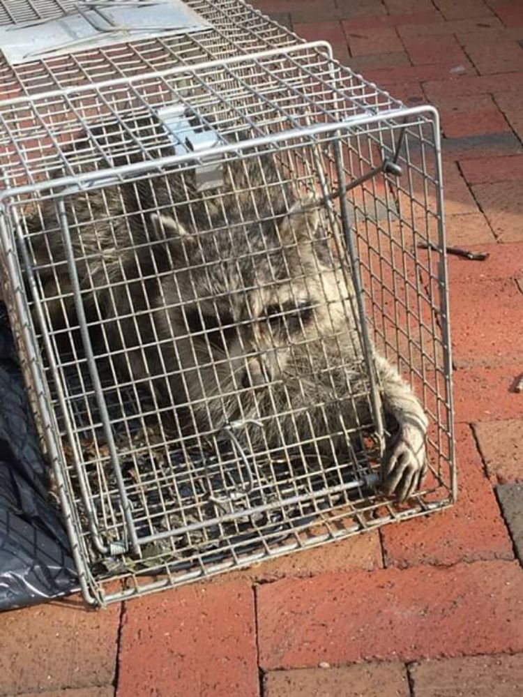 A raccoon in a humane trap