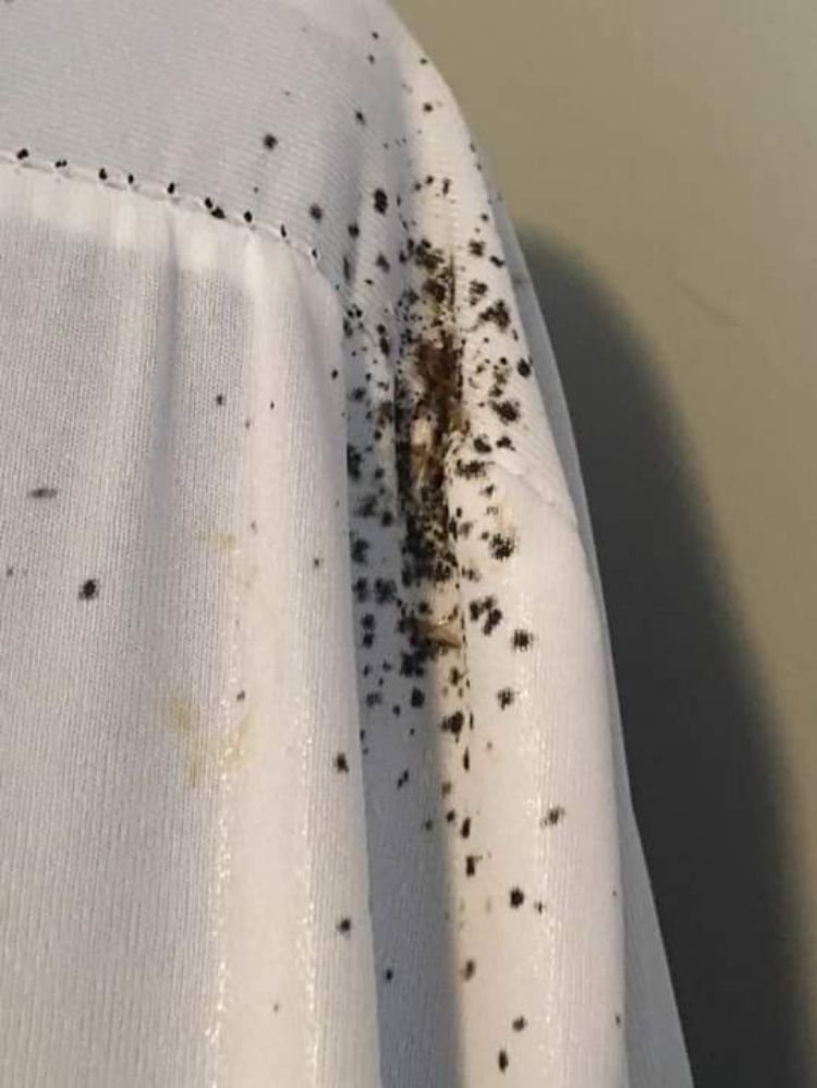 Bed bug infestation on a white sheet