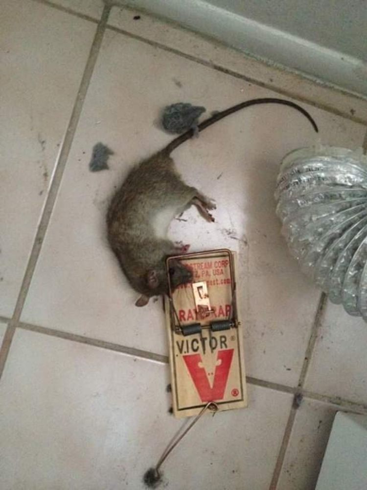 A mouse, caught in a trap