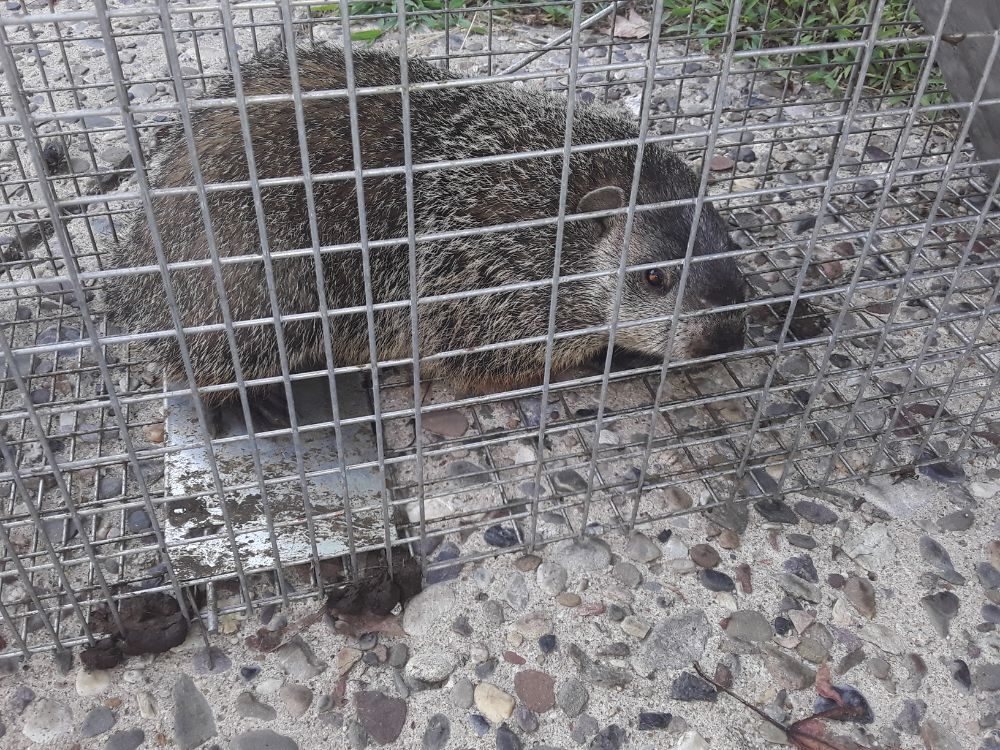 Gopher in a humane trap