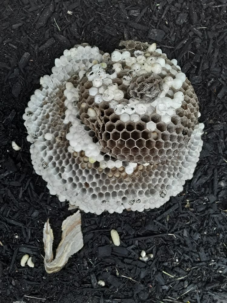 Bee's nest