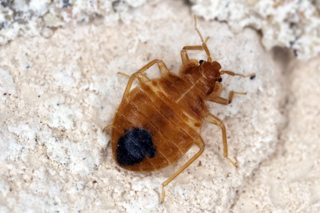 Close-up on a bed bug