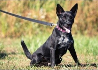 Luke, a bed bug sniffing dog