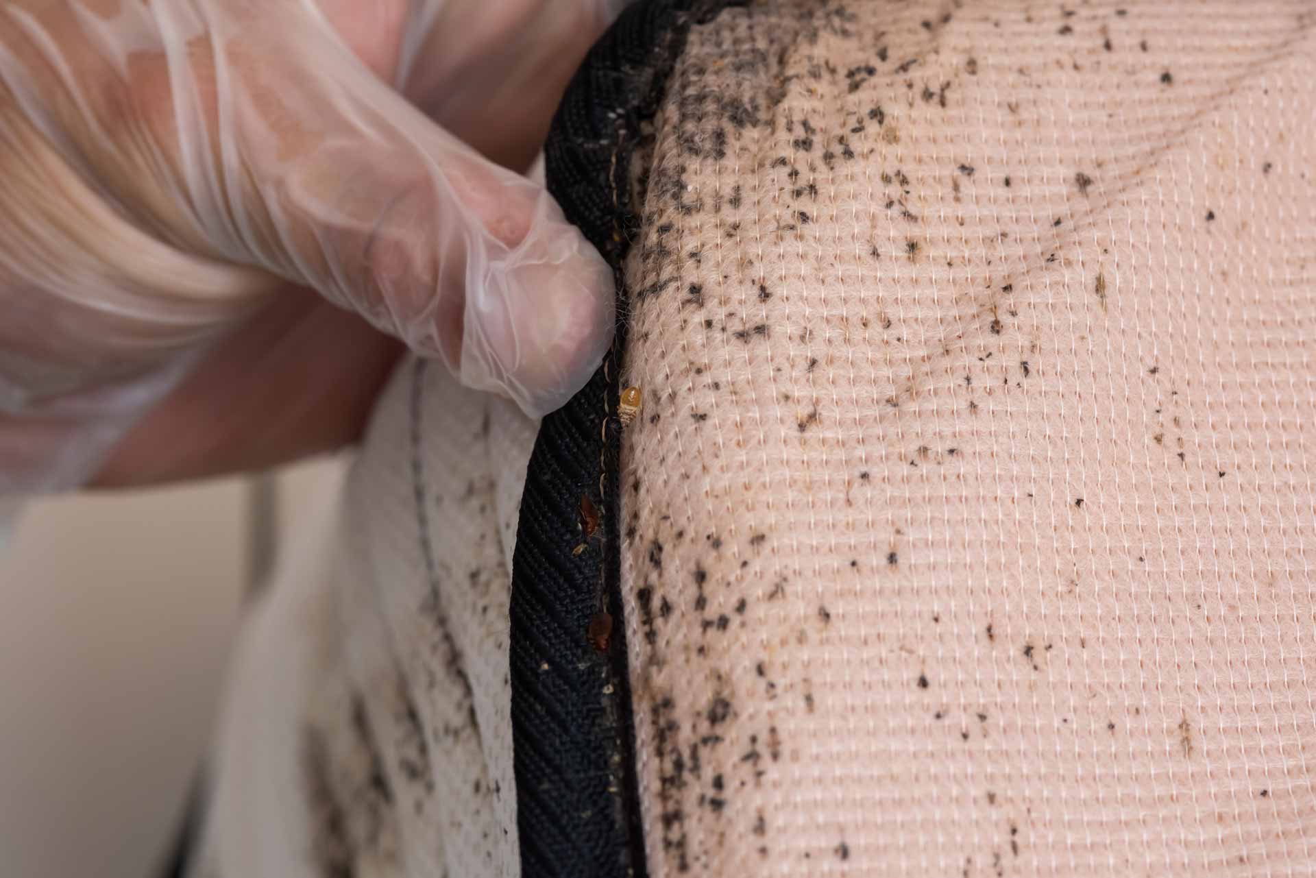 Mattress infested with bed bugs