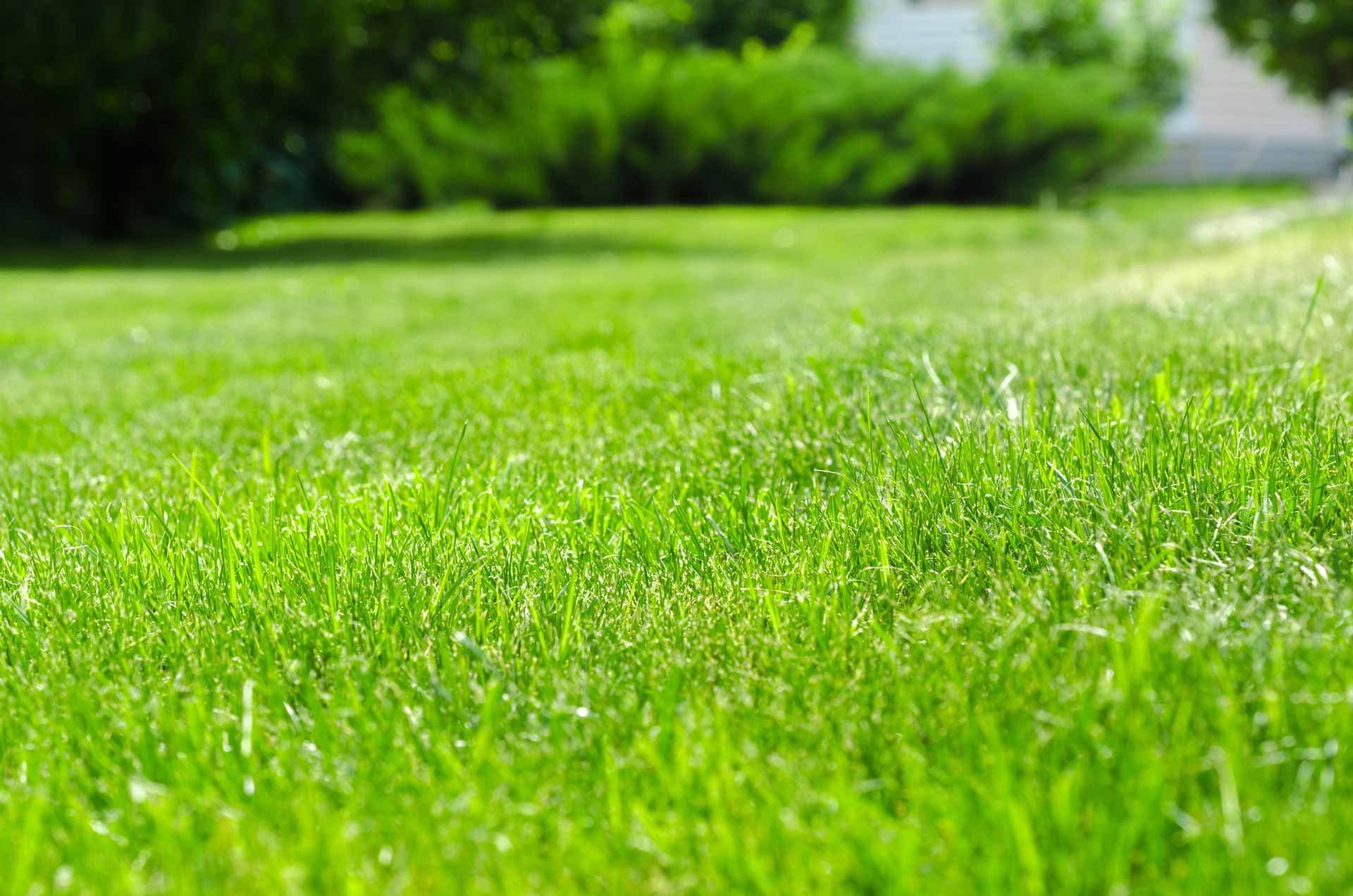 Pest-free lawn