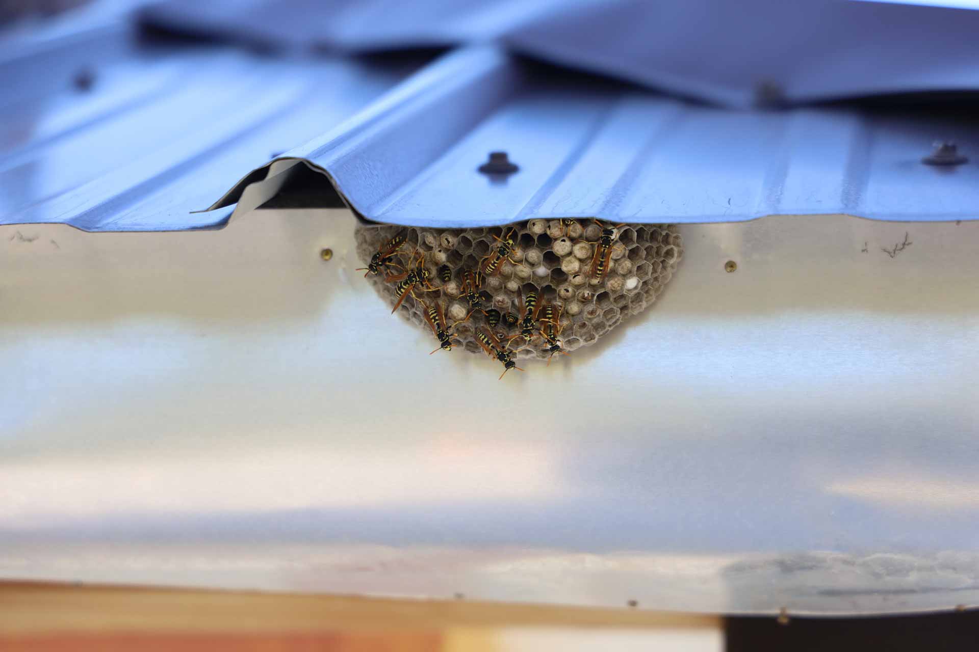 Wasp nest underneath a metal roof